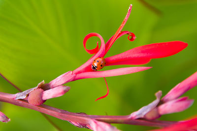 Close-up of insect on pink flower