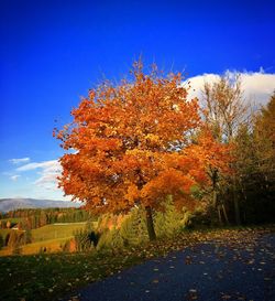 Tree against sky during autumn