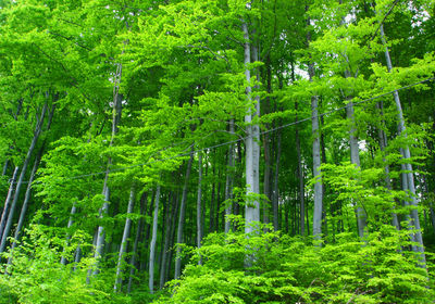 Trees in forest