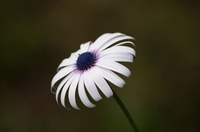 Close-up of white flower against blurred background