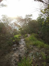 Scenic view of forest against clear sky