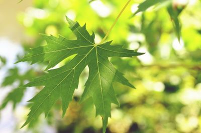 Close-up of leaves