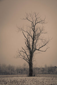 Bare tree on field against sky