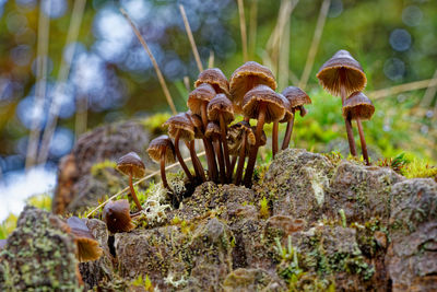 Close-up of mushrooms growing on rock