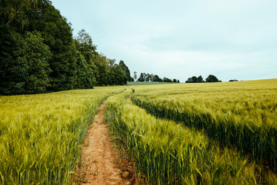 Scenic view of agricultural field against sky