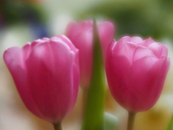 Close-up of pink tulip blooming outdoors
