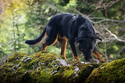 Close-up of dog outdoors