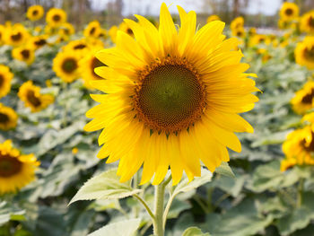 Close-up of sunflower blooming outdoors