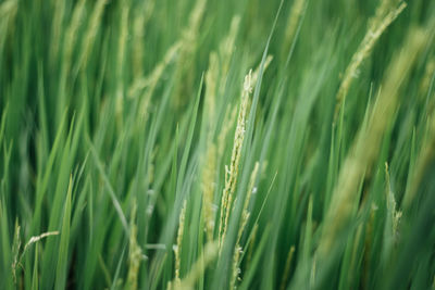 Full frame shot of wheat field