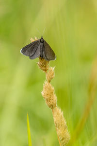 Close-up of butterfly pollinating on flower