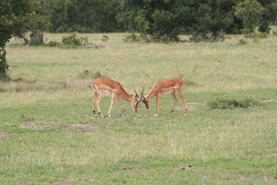 Horse grazing on grassy field