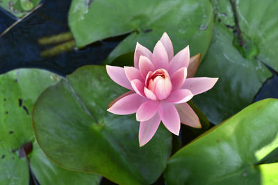 Close-up of lotus water lily in pond