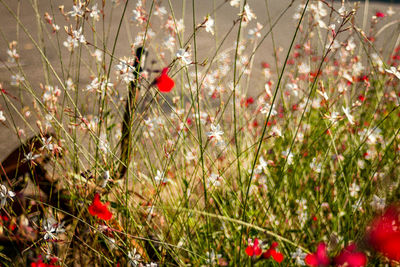 Close-up of red flowers