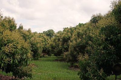 Plants and trees on field against sky