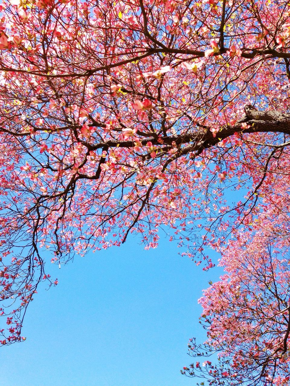 tree, branch, low angle view, beauty in nature, growth, flower, nature, clear sky, blossom, freshness, tranquility, pink color, scenics, springtime, sky, fragility, outdoors, season, tranquil scene, day