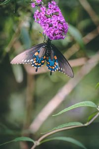 Close-up of butterfly pollinating on purple flower