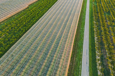 High angle view of agricultural field with hail net