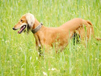 Dog lying on grass