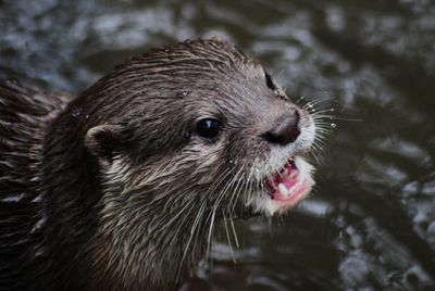 Close-up of an animal