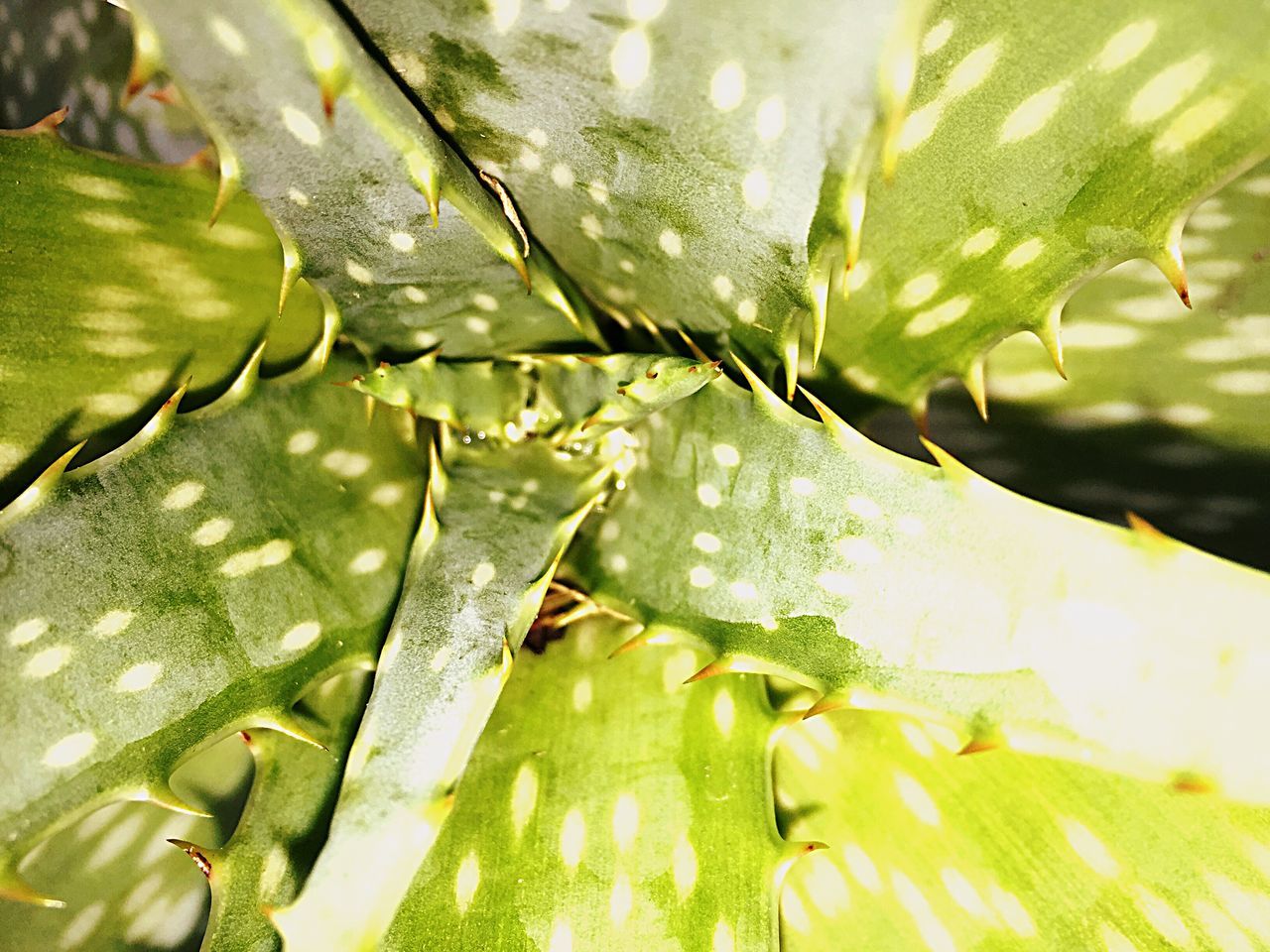 CLOSE-UP OF LEAVES IN WATER