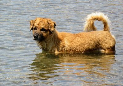 Dog swimming in lake