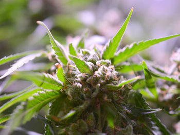 Cannabis , marijuana plant growing indoor image