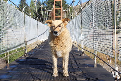 Portrait of dog standing on footbridge