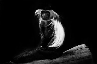 Portrait of monkey sitting against black background