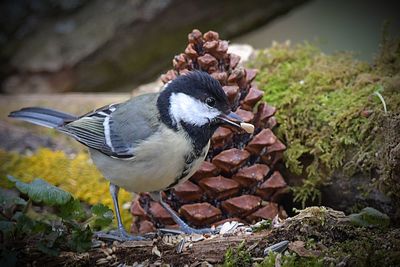 Close-up of bird perching on rock