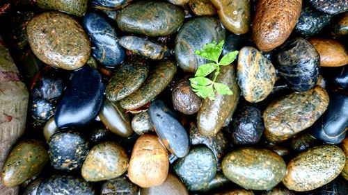 Full frame shot of wet pebbles