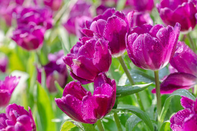 Close-up of fresh pink flowers in bloom