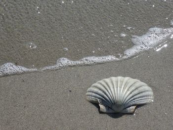 High angle view of starfish on beach
