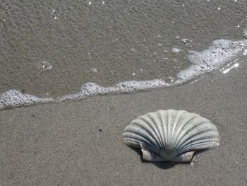 Shell on the beach