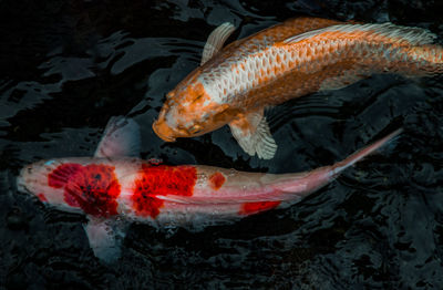 Fish swimming in sea