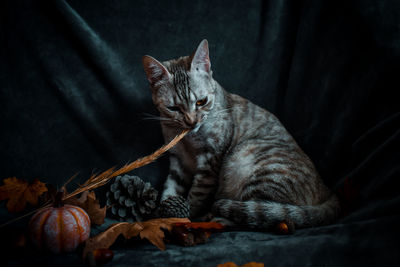 Close-up of a cat resting on bed