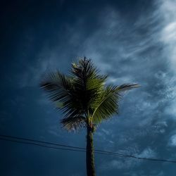 Low angle view of palm tree against blue sky