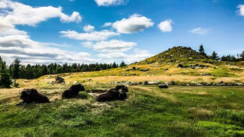 Scenic view of grassy field against sky