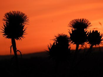 Silhouette of palm trees against orange sky