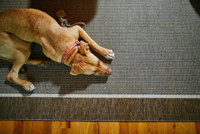 High angle view of dog sleeping on sofa