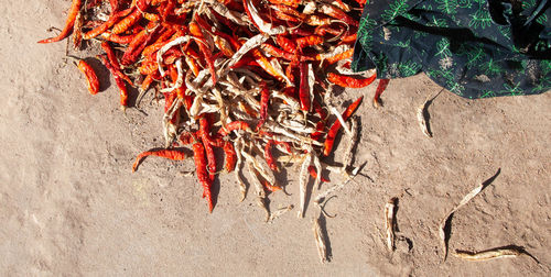 High angle view of dead fish on sand