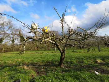 Bare tree on field against sky
