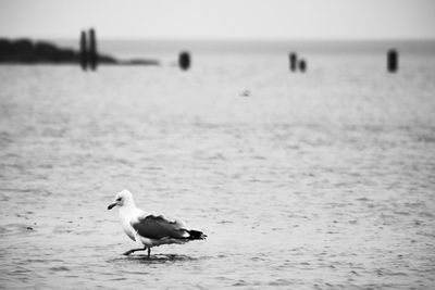 Close-up of bird flying over sea against sky