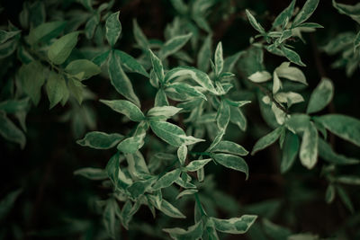 High angle view of fresh green leaves