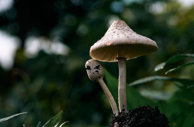 Close-up of mushroom growing on field