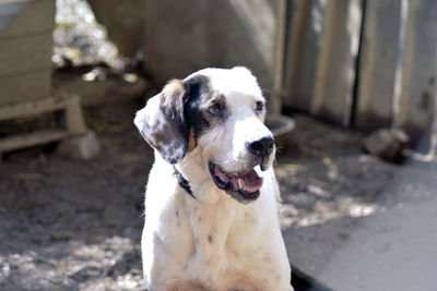 Close-up of a dog looking away