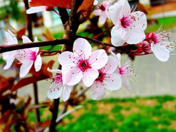 Close-up of pink flowers