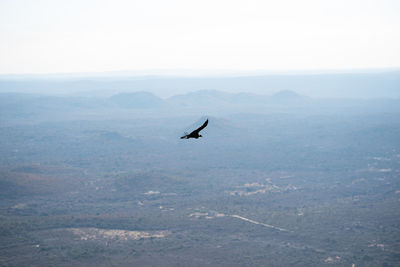 Bird flying over sea