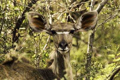 Close-up portrait of giraffe in forest