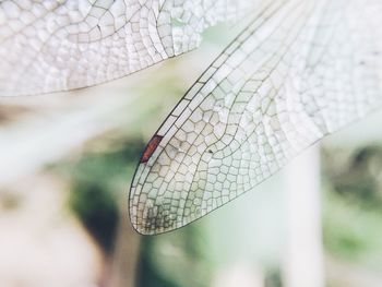 Close-up of damselfly on leaf
