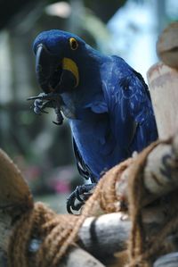 Close-up of blue parrot eating